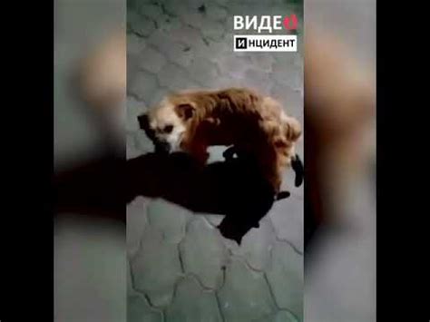 Секс собаки и кошки в реальной жизни - YouTube