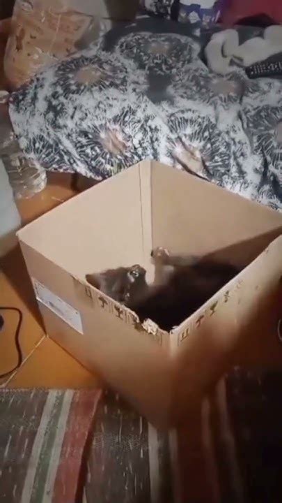 Деревенский кот кот в деревне коробка для кота cute animals funny funny ...