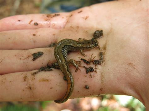 Salamanders — Blue Ridge Discovery Center