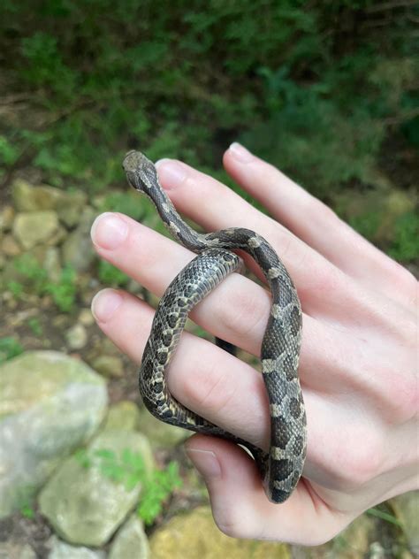 Great Plains Rat Snake 1