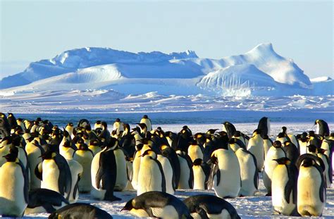Emperor Penguin Facts for Kids | Penguins Information