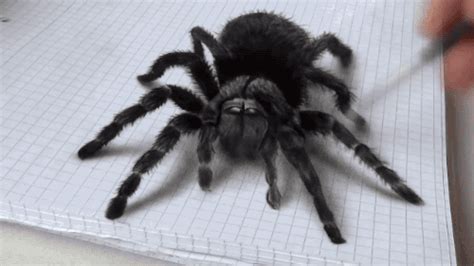Terrifying tarantula is actually a remarkable 3D illusion | Spider ...