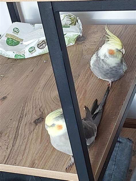 how to cockatiel sleeping too much safely 1
