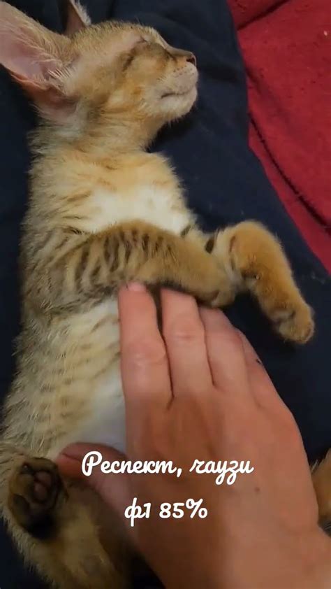 Мальчик чаузи ф1 85% дикой крови, свободен #чаузи #чаузиф1 #cat # ...