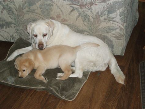 Fecal cytology in dogs. What does it mean? | Worms & Germs Blog