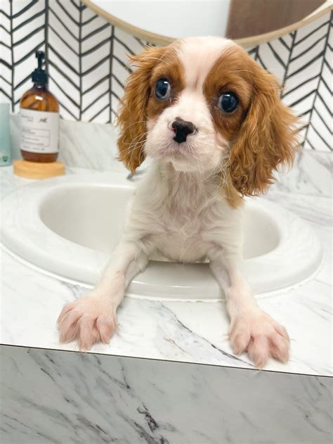 Charlie - King Charles Cavalier- Male | Farmhouse Furbabies
