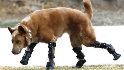 20 Adorable Animals With Amazing Prosthetics