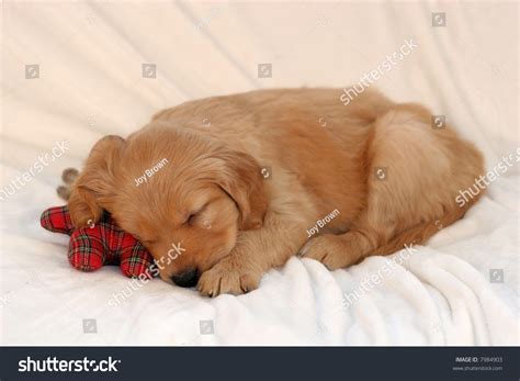cute puppy sleeping  baby