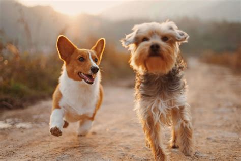 Affordable Vet in Tucson, Transparent Pricing - Pet Care