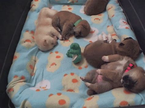 sleeping, dreaming pups. (click through for animated gif of cuteness ...