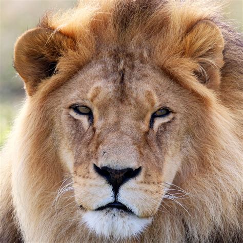 Animal adoptions – Animal Defenders International Shop