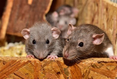 how to clean rat urine and feces
