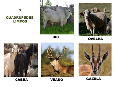 Lista De Animais Puros E Impuros - Animais limpos e imundos