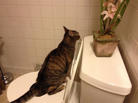 how to train cats to use kitty litter