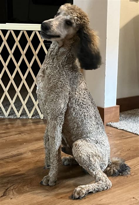 What Is A Akc Poodle