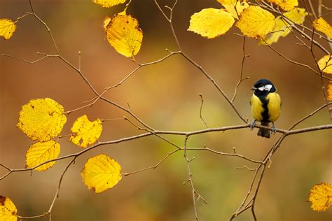 Photos animal Birds Autumn Tits Branches 2499x1666