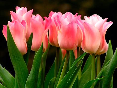 tulip-photo-145