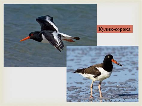 Чорноморський біосферний заповідник - презентация онлайн