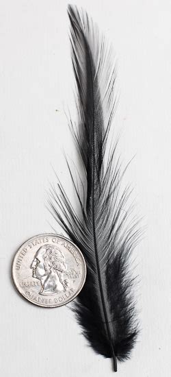 Black Designer Hackle Feathers - 9pcs - Feathers - Basic Craft Supplies ...