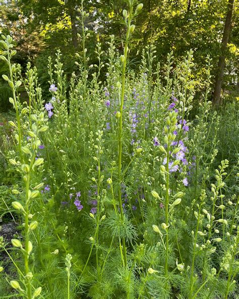 HoopsyDaisy Farm added a new photo — in... - HoopsyDaisy Farm