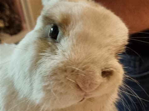 understanding  cuniculi  rabbits biscuits pet pantry