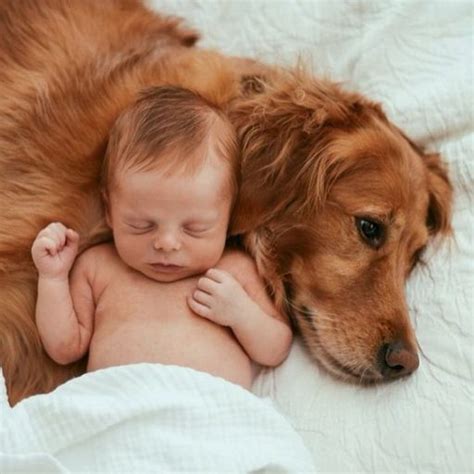 babies  animals