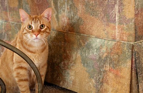 Curious Orange Short Haired Tabby Cat 42641998 Stock Photo at Vecteezy