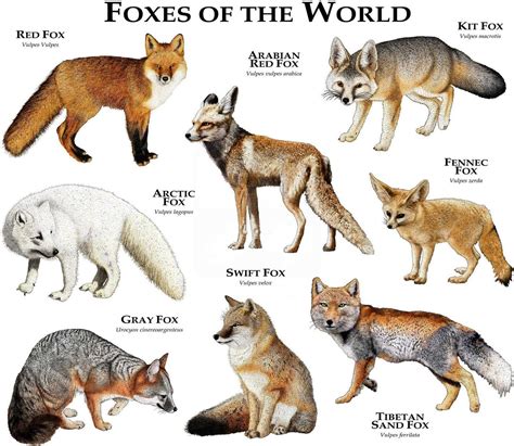 foxes   world  rogerdhall types  foxes fox species