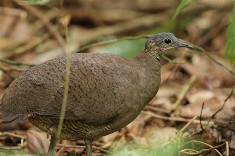 categorytinamiformes birdforum opus birdforum