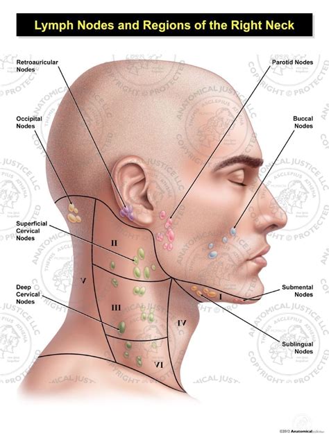 cervical lymph nodes anatomy