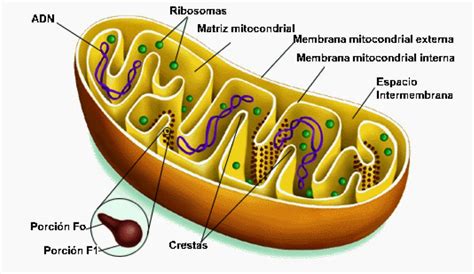 Membrana Interna Da Mitocondria - Biologia Molecular: Mitocondria