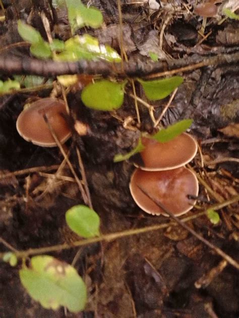 psilocybin mushrooms in kentucky 1