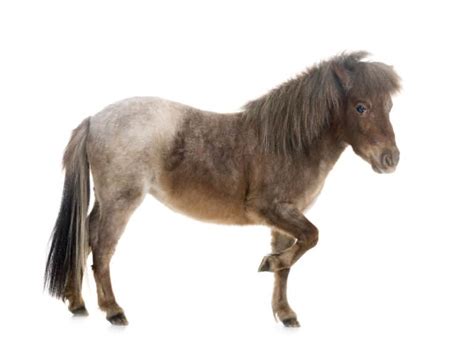 Equine 411: All About the Falabella Horse Breed