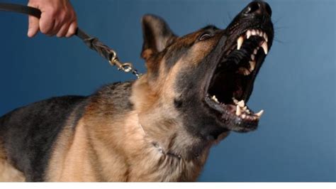 Snarling dog : What it's mean and how to deal with Dog Growling
