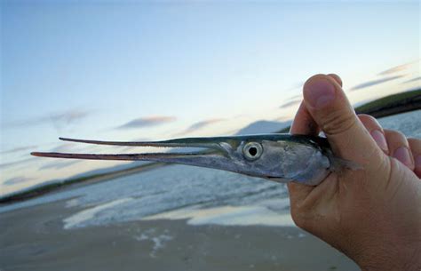 wedkarskie przygody tomaszka belona