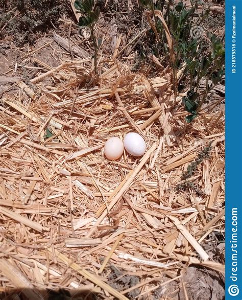 Dove Bird Eggs and Nest, Bird Nest in Pakistan Stock Photo - Image of eggs, pakistan: 218379316