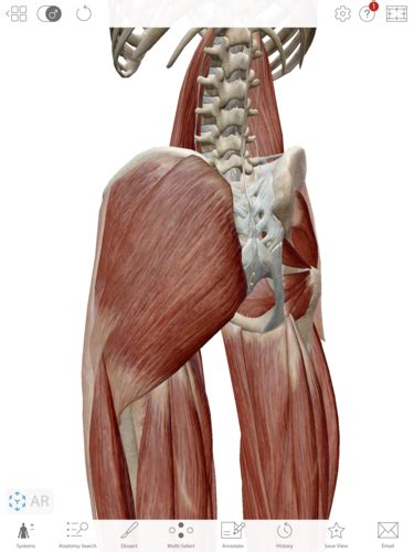 Gluteal Muscles Flashcards | Quizlet