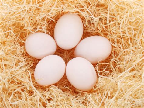Five Eggs Free Stock Photo - Public Domain Pictures