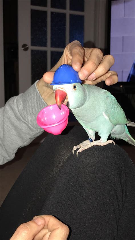 Safety bird Rio! : r/parrots