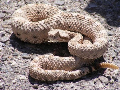 club-sabias que..: Herido grave por picadura de serpiente cascabel ...