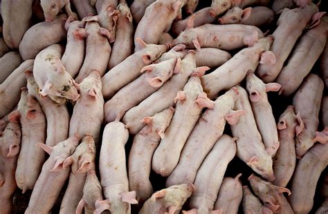 PED sickness: Iowa start-up hopes it's solving a deadly pig virus