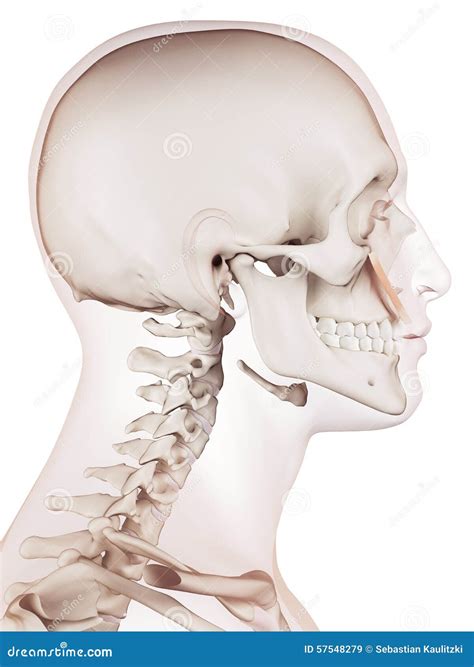 levator labii superioris stock illustration illustration  human