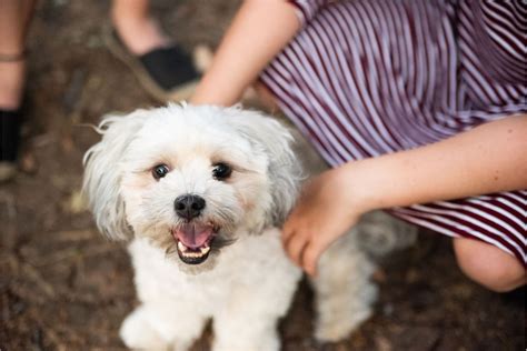 Family Portraits with Dogs. Tips for including pets in portraits.