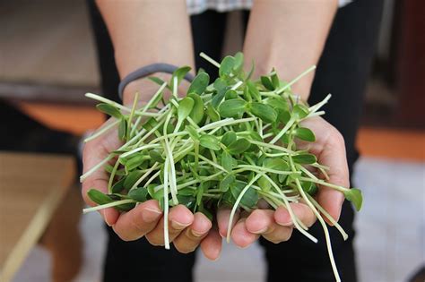 Sprouting Seeds at Home - The Best Organic Lifestyle