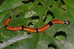 Platyhelminthes - Reproduction