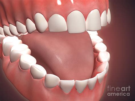 Human Mouth Open, Showing Teeth, Gums Digital Art by Stocktrek Images ...