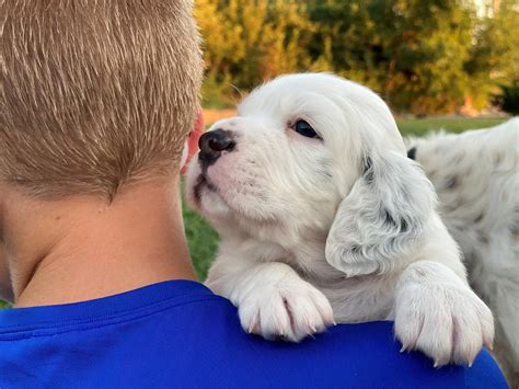 Litter CC — Hickory Hollow Llewellins