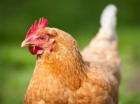 144,000+ Chicken Hen Stock Photos, Pictures & Royalty-Free Images - iStock