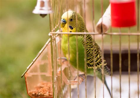 попугайчик - Сток картинки - iStock