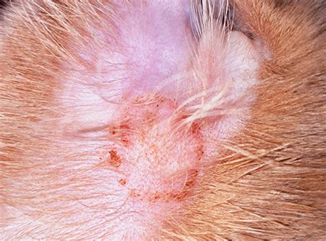 Cat Dermatitis – Innovet Pet